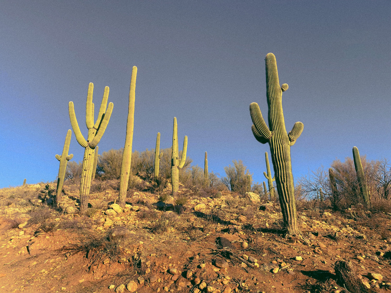 Desert cacti banner for handmade sterling silver and turquoise jewelry business
